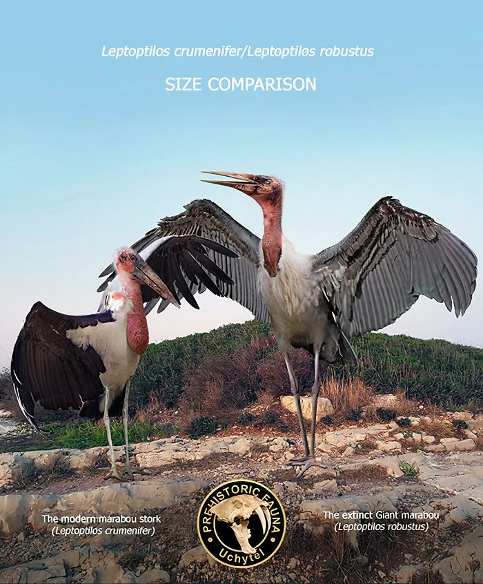 The Modern Marabou Stork And The Extinct Giant Marabou