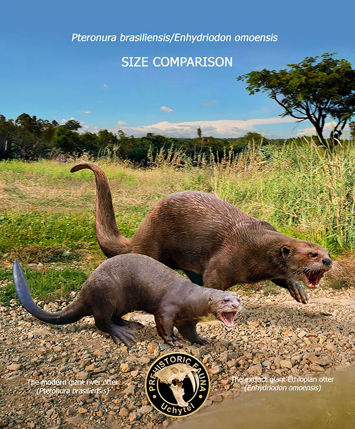 Size comparison of extinct giant Ethiopian otter and modern giant river otter in natural habitat illustration