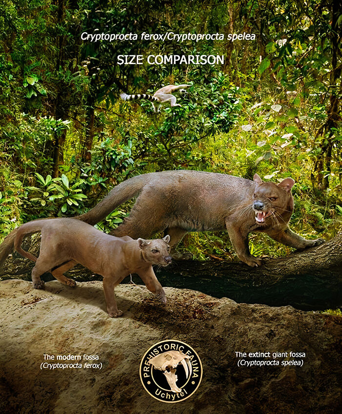 Size comparison of extinct giant fossa and modern fossa in a dense forest showing extinct species and modern relatives.