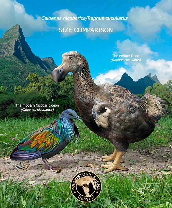 Size comparison of the extinct dodo and the modern Nicobar pigeon in natural landscape with mountains and blue sky.