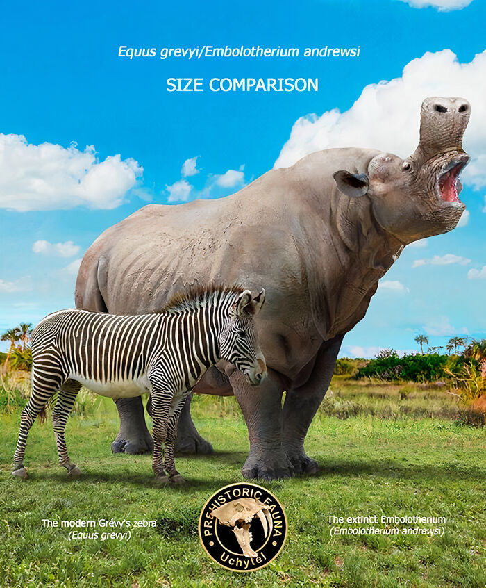 Size comparison of extinct species Embolotherium and modern Grevy’s zebra in a natural grassy landscape.