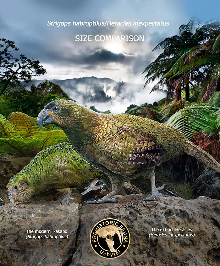 Size comparison of the extinct Heracles and modern Kakapo showing extinct species and modern relatives.