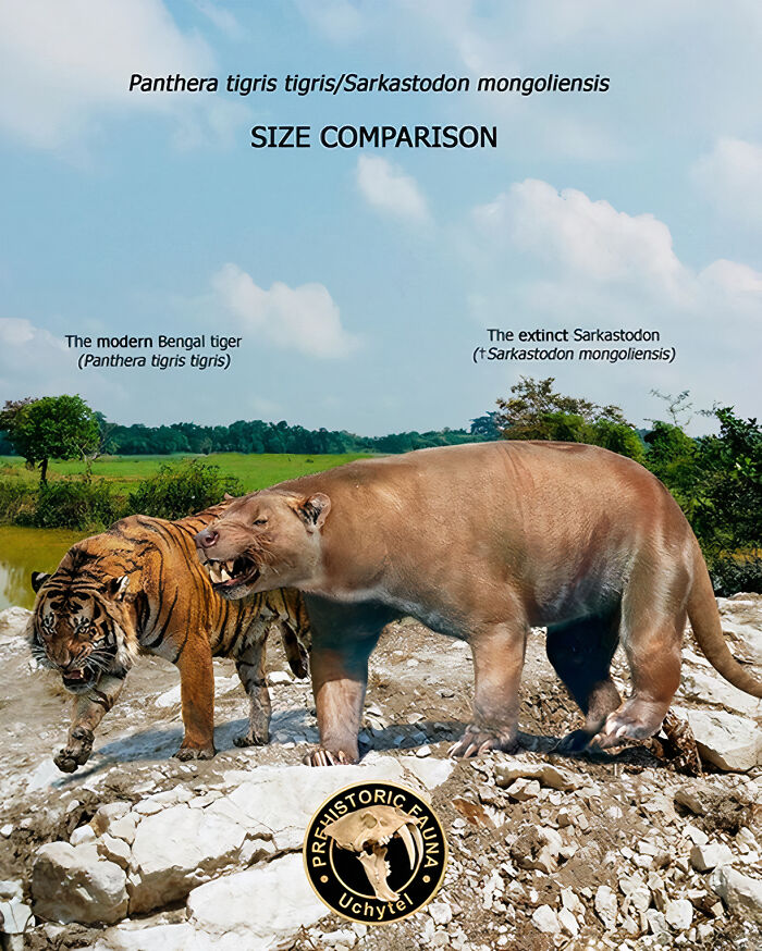 The Modern Bengal Tiger And The Extinct Sarkastodon