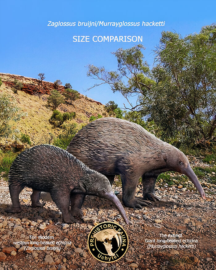 The Modern Western Long-Beaked Echidna And The Extinct Giant Long-Beaked Echidna