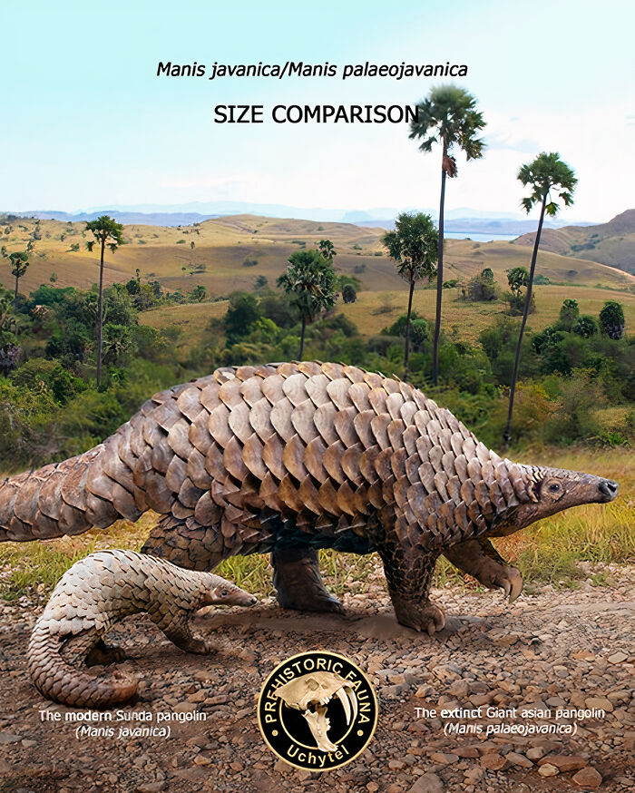 The Modern Sunda Pangolin And The Extinct Giant Asian Pangolin