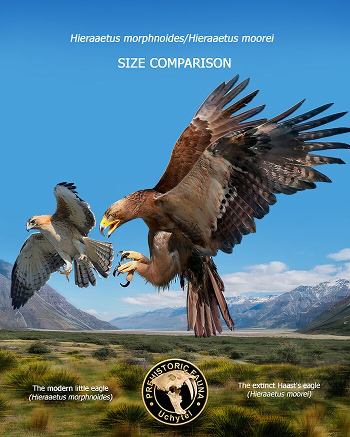 The Modern Little Eagle And The Extinct Haast's Eagle