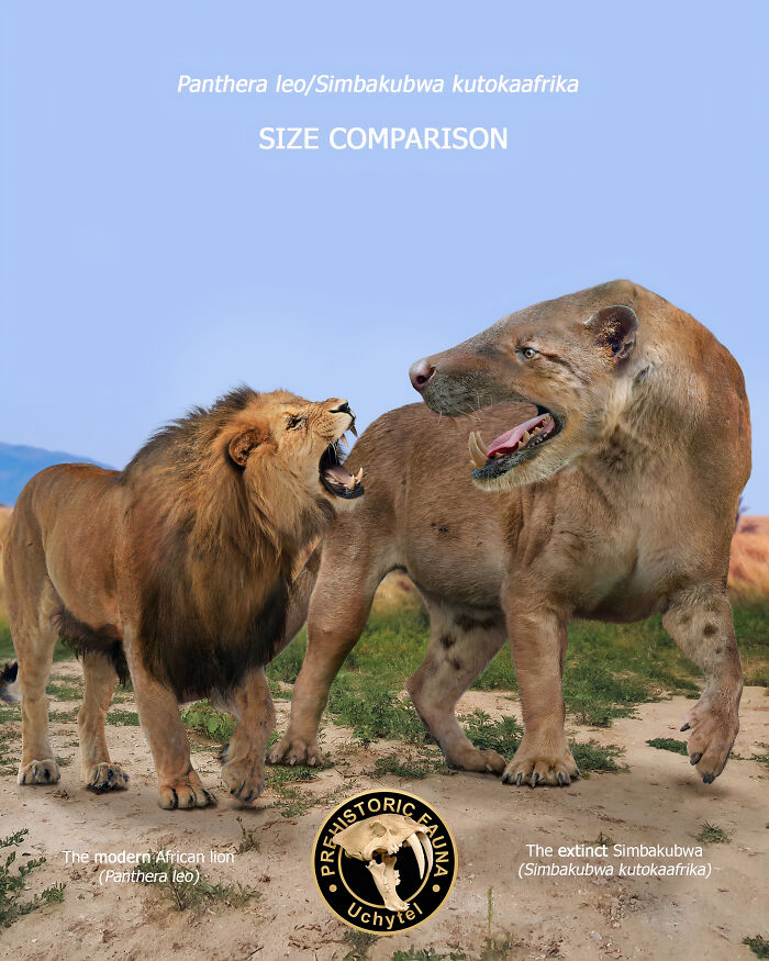 The Modern African Lion And The Extinct Simbakubwa