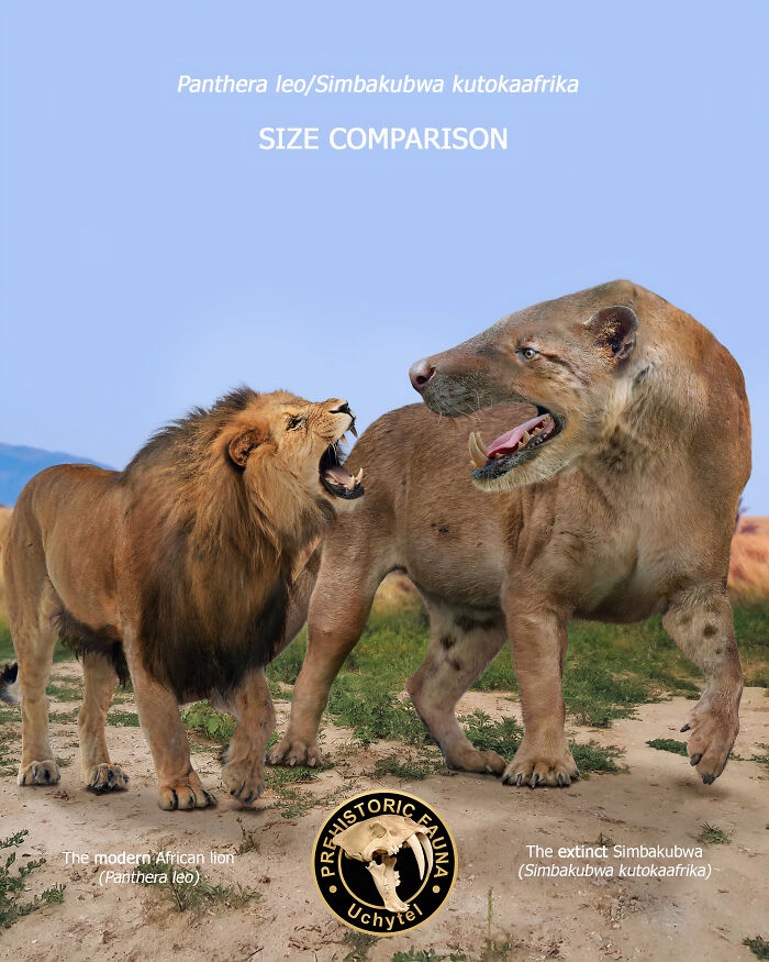 Size comparison between the extinct Simbakubwa and the modern African lion showing extinct species and modern relatives.