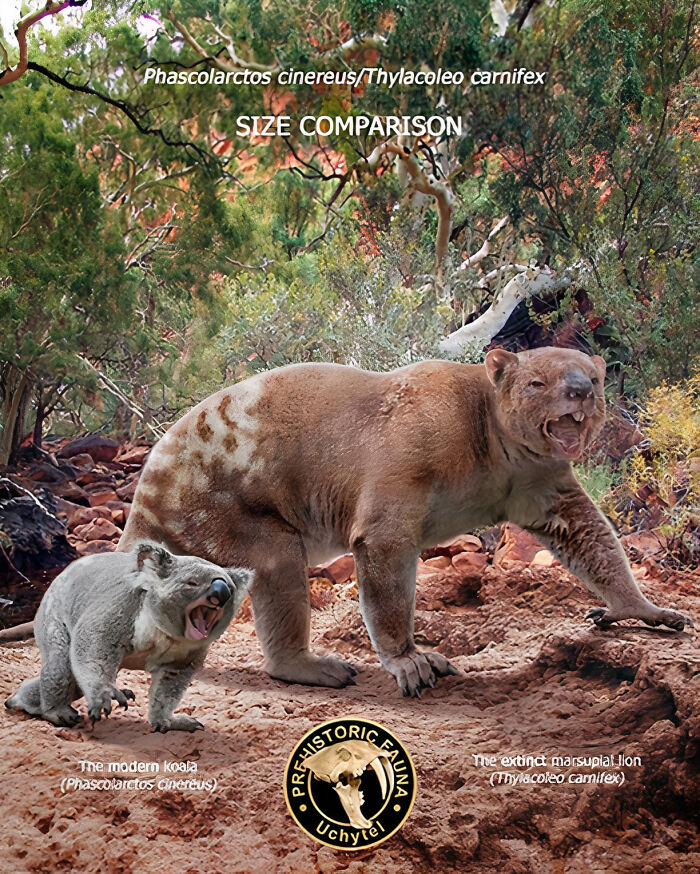 Size comparison of extinct marsupial lion Thylacoleo carnifex and modern koala Phascolarctos cinereus in natural habitat.