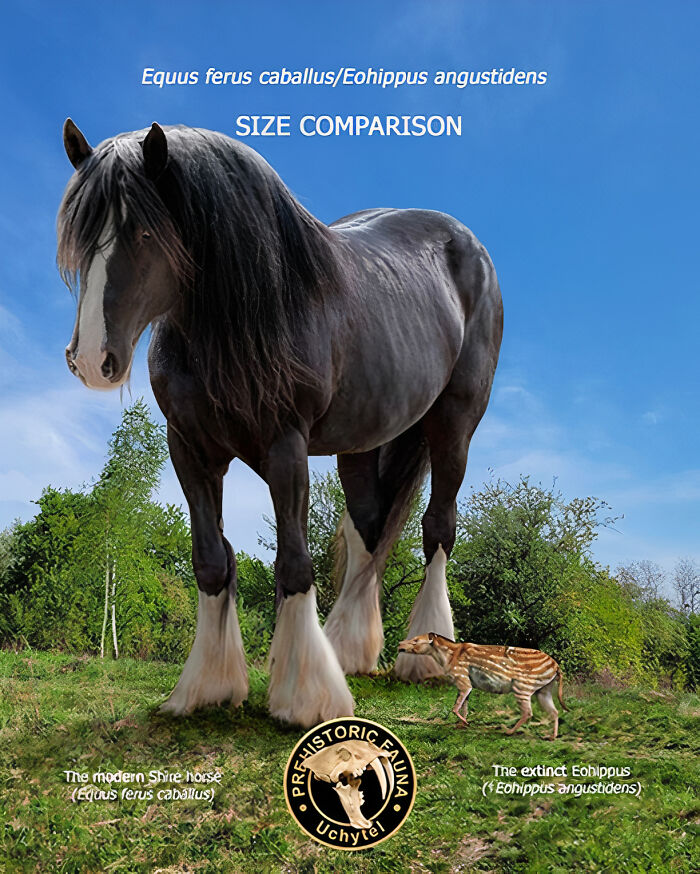 Size comparison of extinct species and modern relatives showing a Shire horse and extinct Eohippus on grass.