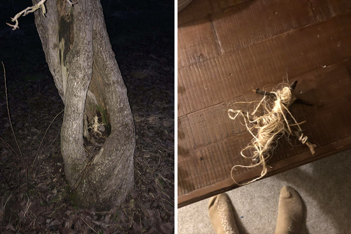 Something I Found In A Tree On The Way Back From A Hike