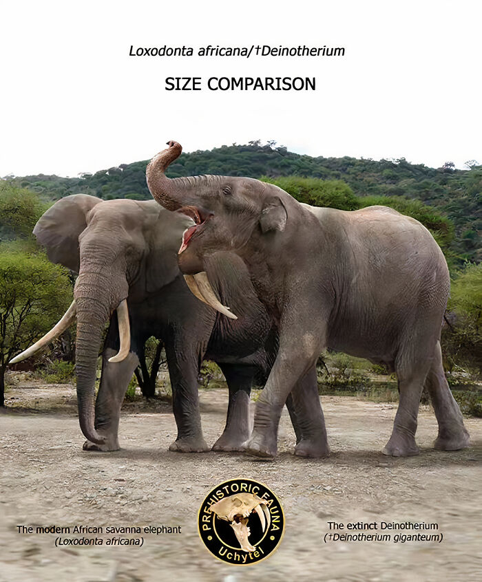The Modern African Savanna Elephant And The Extinct Deinotherium