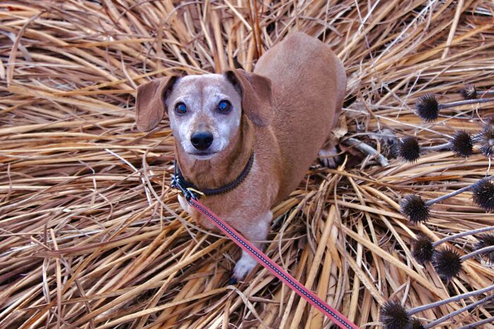 “Crop Circles?!? Not Me, I Never Heard Of Them!!”
