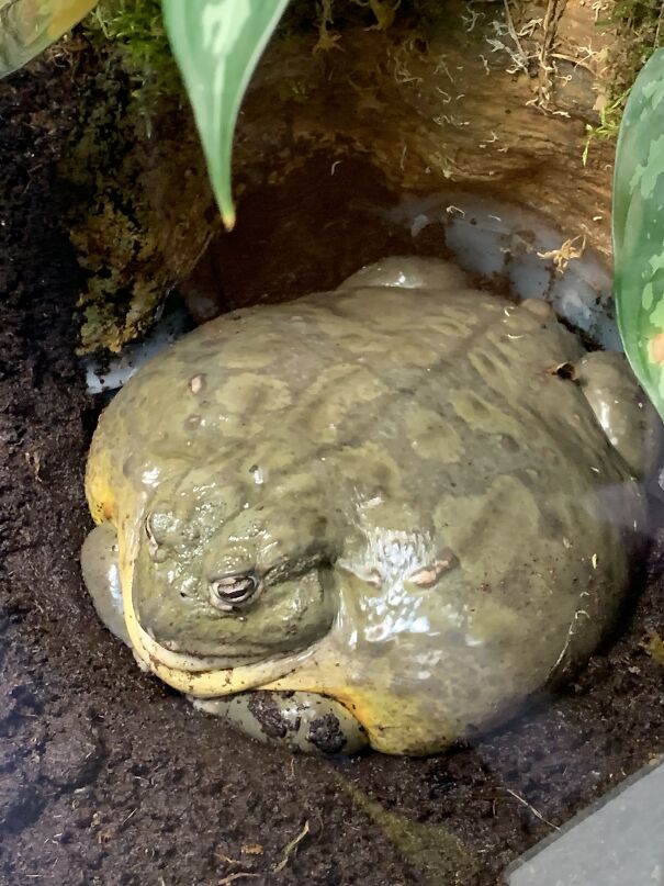 The Chonkiest Frog Or Toad I’ve Ever Seen