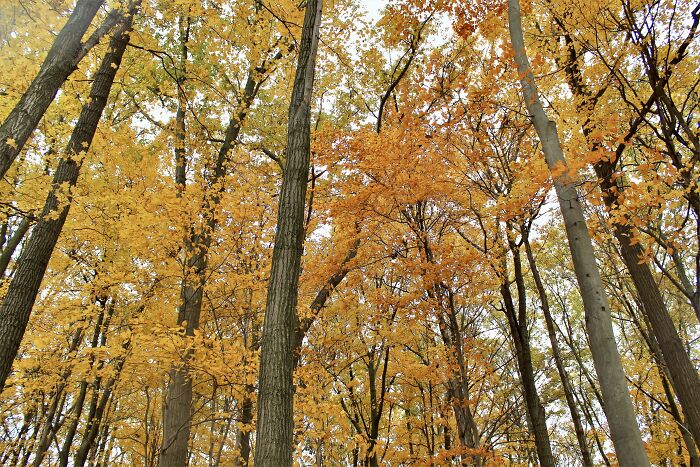 In A Little Forest In Kitchener
