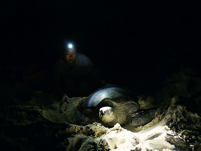 Green Turtles: The Little "Wanderers" In The Middle Of The Ocean