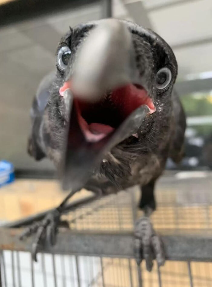 Extraordinary Tale Of A Rescued Baby Raven’s Affectionate Mornings With His New Mom Extraordinary Tale Of A Rescued Baby Raven’s Affectionate Mornings With His New Mom