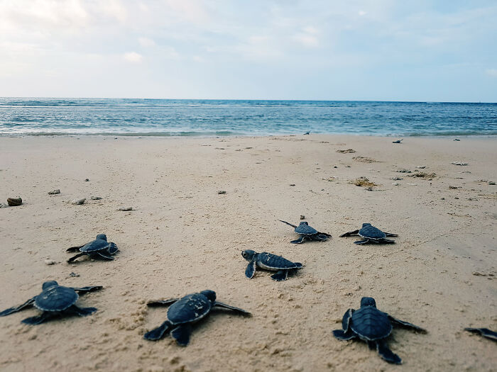Green Turtles: The Little "Wanderers" In The Middle Of The Ocean