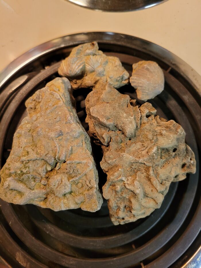 Coral And Bi-Valve Fossils From My Parents Farm In Southern Ohio