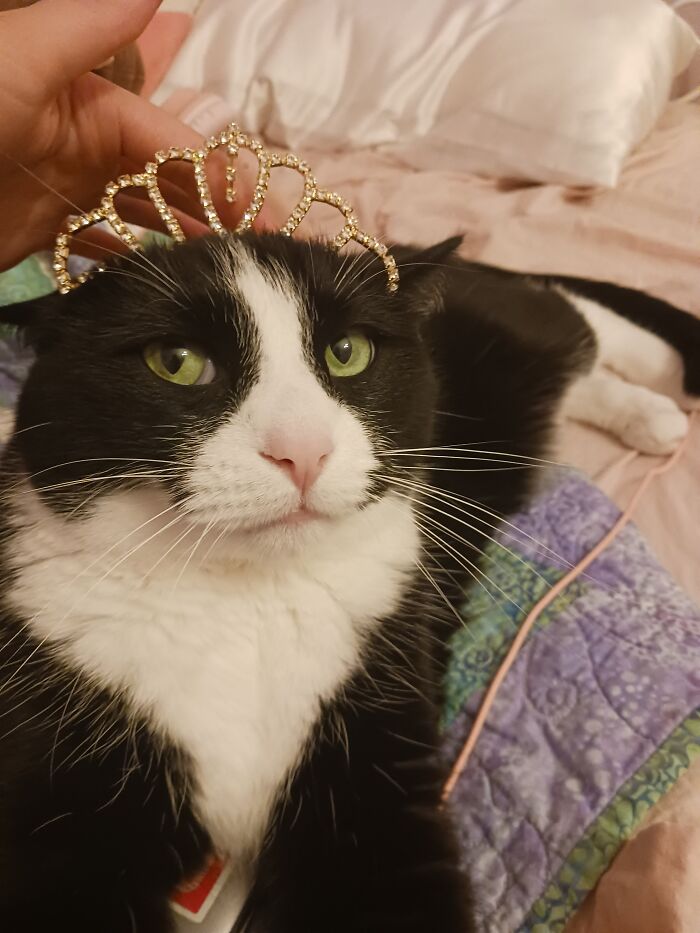 I Dint Think He Likes The Crown
