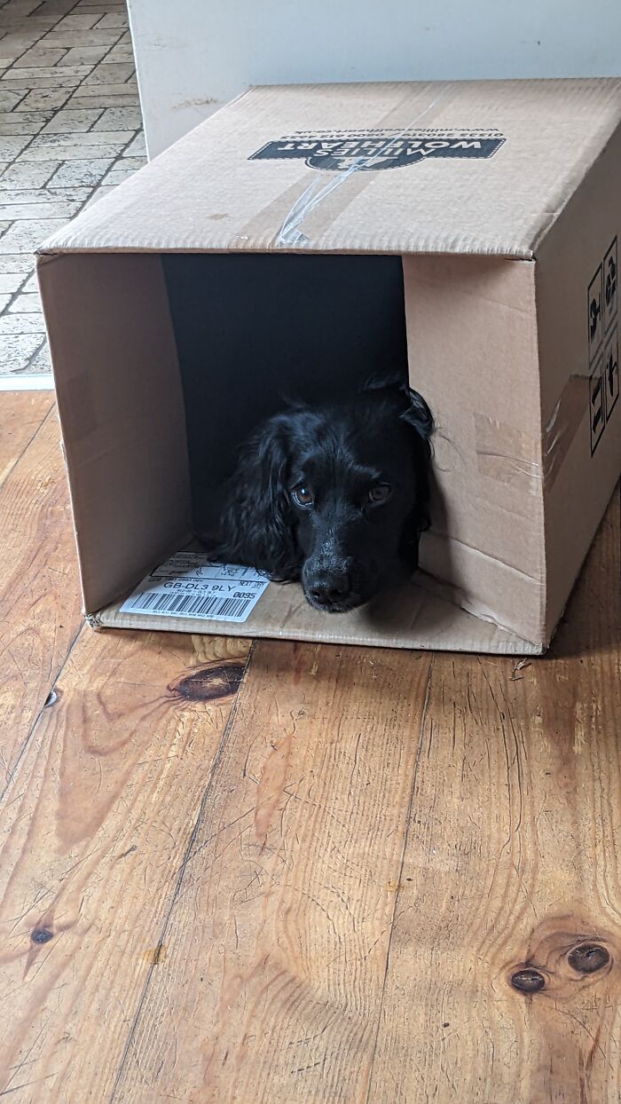 Stevie Has A Box