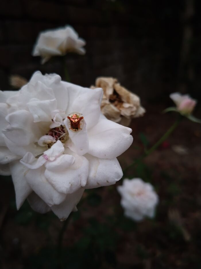 Golden Beetle On My Rose In Evening!
