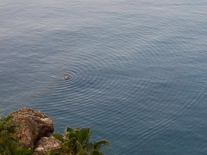 Concentric Circles Across A Calm Ocean From A Single Swimmer
