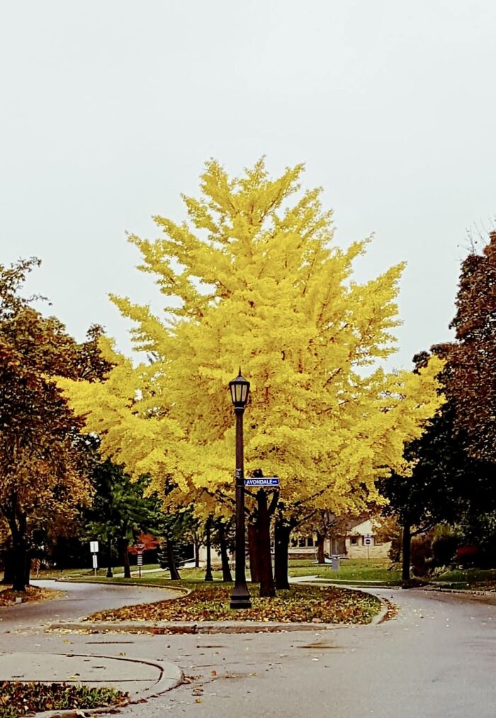 There Is A Stunning Yellow Tree Located In Waterloo, Ontario, Canada