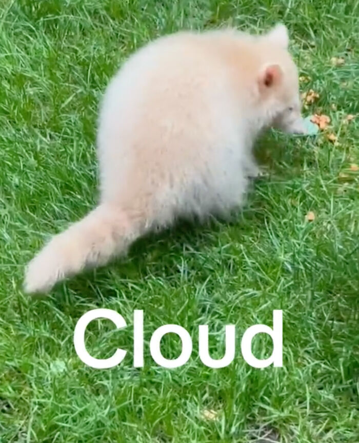 Watch Mama Raccoon Bringing Albino Babies To Her Favorite People Watch Mama Raccoon Bringing Albino Babies To Her Favorite People