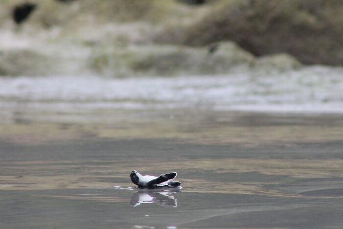 Green Turtles: The Little "Wanderers" In The Middle Of The Ocean Green Turtles: The Little "Wanderers" In The Middle Of The Ocean