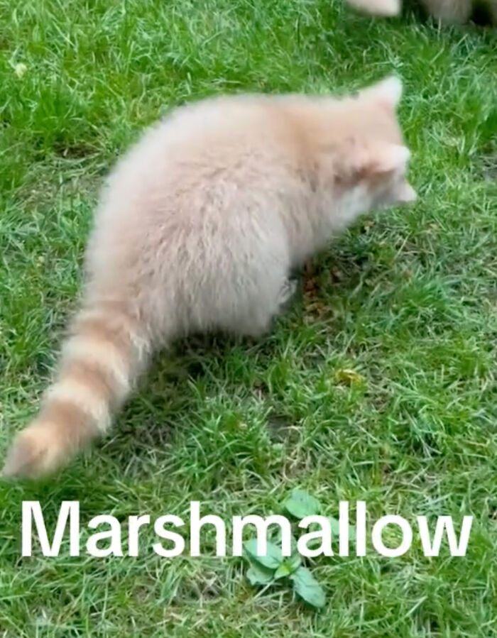 Watch Mama Raccoon Bringing Albino Babies To Her Favorite People Watch Mama Raccoon Bringing Albino Babies To Her Favorite People