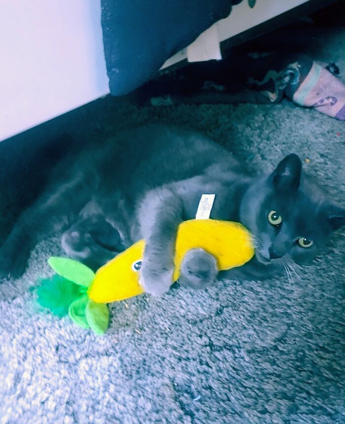 This Is Baba Yaga. I Was Thinking About Getting Another Cat As A Buddy For The Other When This Sweet Girl Found Me. Took Her In About A Year Ago. She's Cuddly And Loves Belly Rubs