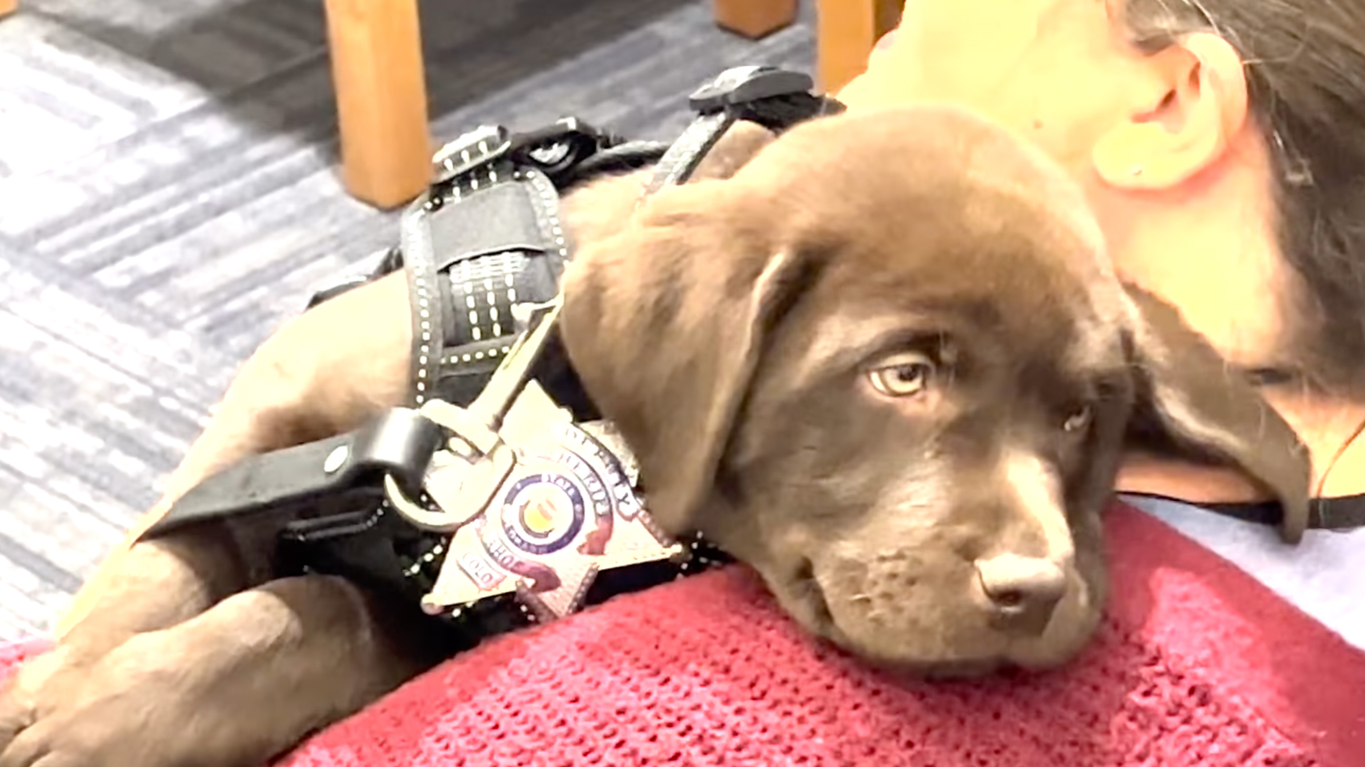 K9 Puppy Melts Hearts By Dozing Off During Swearing-In Ceremony