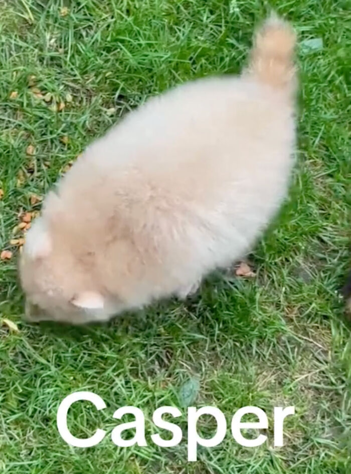 Watch Mama Raccoon Bringing Albino Babies To Her Favorite People Watch Mama Raccoon Bringing Albino Babies To Her Favorite People