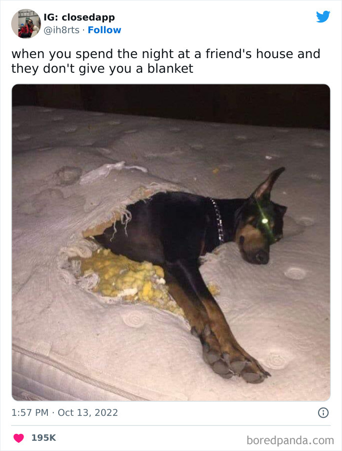 dog sleeping in a dug up mattress meme