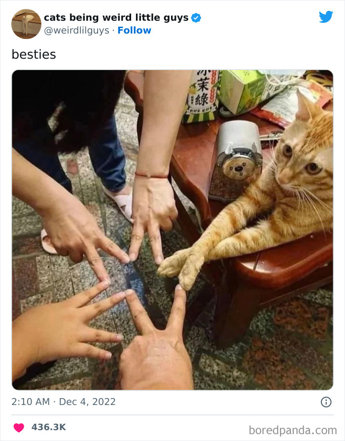 forming a star with fingers with a cat meme
