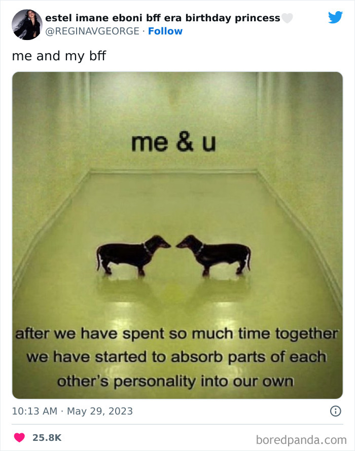 Two dogs facing each other in a hallway, symbolizing friendship and shared personality traits.