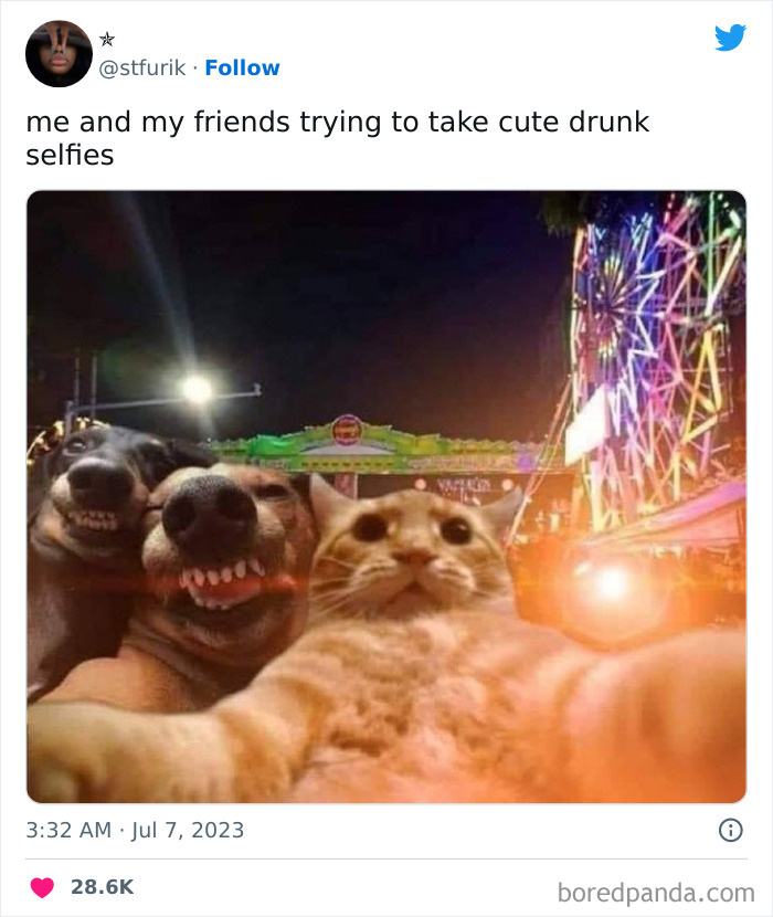 Funny friendship meme showing two dogs and a cat taking a selfie at a carnival.