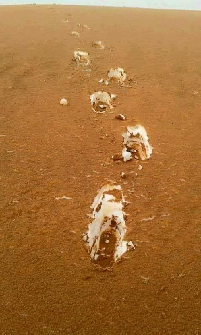 This Photo Taken In The Algerian Desert Of Sand Covered Snow Looks Like Tiramisu