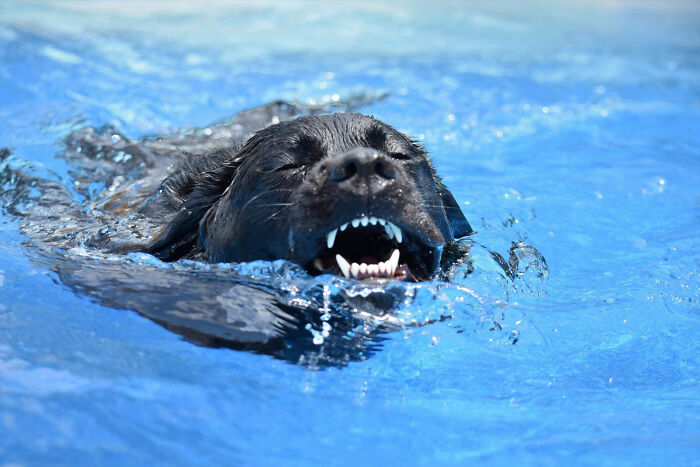 Lucky The Labrador: "If I Think Like An Otter...."
