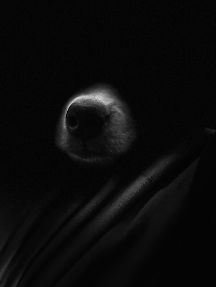 My Pup Joining The Sith