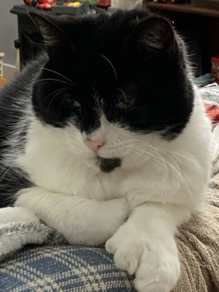 My Girls Little Brown Kitty(Aka Kitty) And Vesper