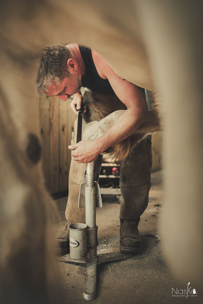 Light On The Job Of A Farrier (13 Pics)