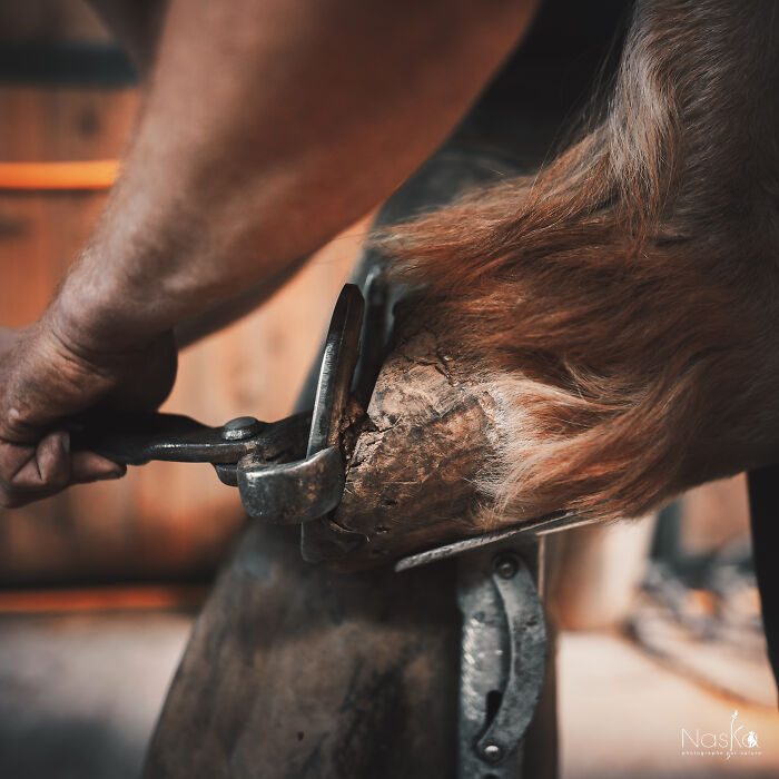 Light On The Job Of A Farrier (13 Pics)