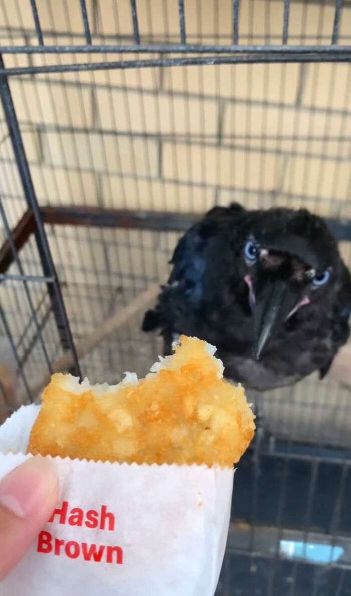 Extraordinary Tale Of A Rescued Baby Raven’s Affectionate Mornings With His New Mom Extraordinary Tale Of A Rescued Baby Raven’s Affectionate Mornings With His New Mom