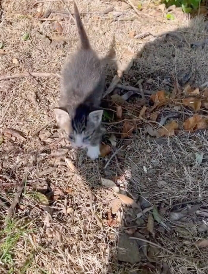 Kitten Wins Hearts Online After Asking To Be Rescued From The Bushes