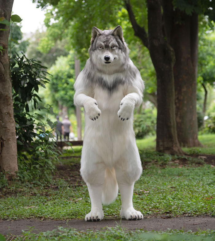 “I Feel I’m No Longer Human”: Man Spends $23,000 To Transform Into A Wolf “I Feel I’m No Longer Human”: Man Spends $23,000 To Transform Into A Wolf