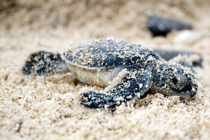 Green Turtles: The Little "Wanderers" In The Middle Of The Ocean