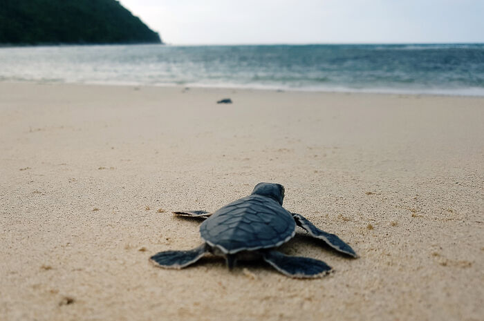 Green Turtles: The Little "Wanderers" In The Middle Of The Ocean