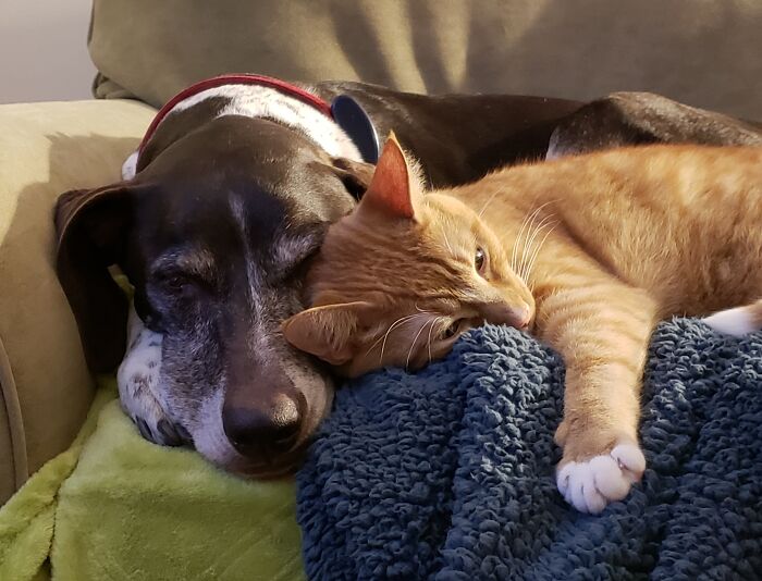 Best Buddies